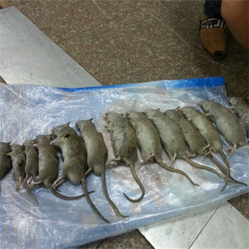 鄂尔多斯市灭鼠电话
