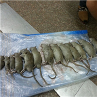 包头小区灭鼠