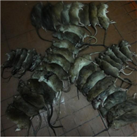 呼和浩特一般上门灭鼠要多少钱