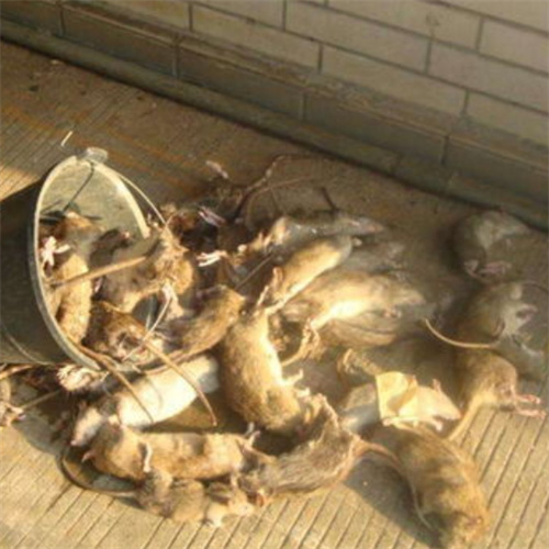 鄂尔多斯市上门灭鼠多少钱一次