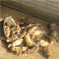 鄂尔多斯市上门灭鼠多少钱一次