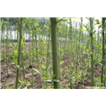 山东黄金柳，金丝垂柳供应，黄金柳基地 