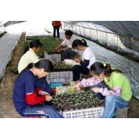 供应柳树-**各品种、规格柳树 