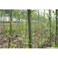 山东柳树基地*柳树小苗供应 