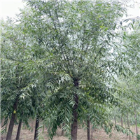 山东柳树垂柳旱柳馒头柳