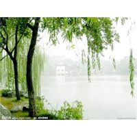 山东柳树价格-15910090984 