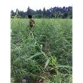 **柳树的@柳树** 