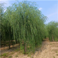 专业供应柳树批发小苗