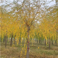 山东柳树馒头柳旱柳小苗基地