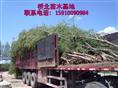 山东榆树供应，山东榆树批发价格，**榆树 
