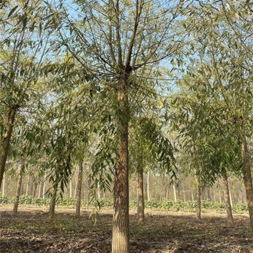 山东柳树