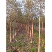 山东柳树##山东柳树基地##供应垂柳 