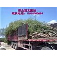 山东柳树小苗*山东速生柳批发 