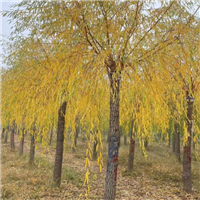 山东柳树