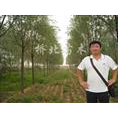 山东柳树小苗|山东柳树基地 