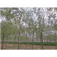山东济南桥北苗木基地（**柳树）-张先生 