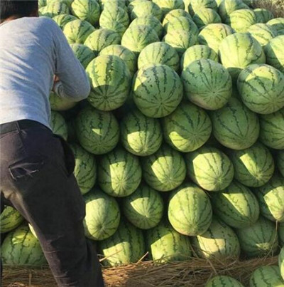 昌吉西瓜代办|新疆西瓜批发 
