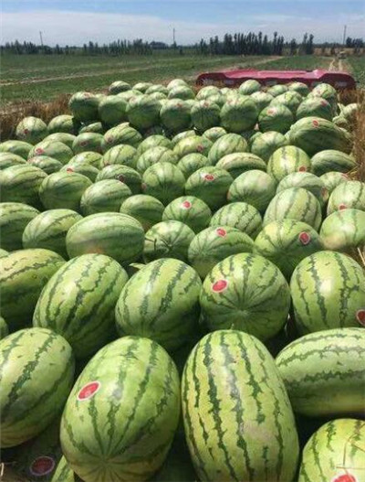 新疆西瓜代办|昌吉西瓜代办 