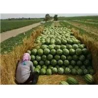 新疆昌吉西瓜代办-领鲜食尚界，果然很健康 