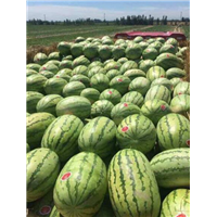 新疆昌吉西瓜批发-新鲜水果每一天，健康生活每一刻 