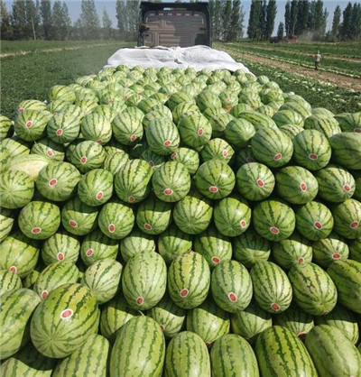 新疆昌吉西瓜价格-品味高端品质水果，畅享美味健康生活 