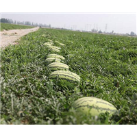 新疆昌吉西瓜代办， 新疆昌吉西瓜基地 