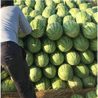 昌吉西瓜批发|新疆西瓜 