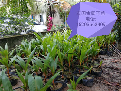 海南金椰子苗价格， 海南槟榔苗基地