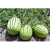 新疆西瓜代办-新疆昌吉西瓜代办 