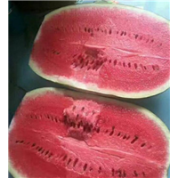 新疆西瓜，新疆西瓜 