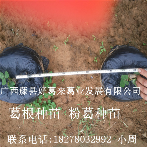 葛根种苗$粉葛种苗$广西葛根种苗4 