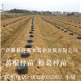 粉葛种苗★葛根种苗★广西葛根种苗11 