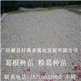 葛根种苗-粉葛种苗-广西葛根种苗7 
