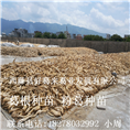 葛根种苗/粉葛种苗/广西葛根种苗8 