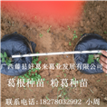 葛根种苗$粉葛种苗$广西葛根种苗4 