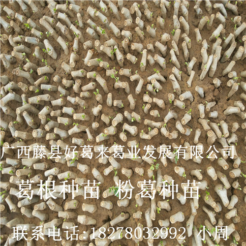 粉葛种苗**的种植基地_广西葛根种苗5 