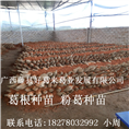 粉葛种苗#18278032992小周2 