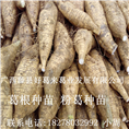 粉葛种苗※葛根种苗※广西葛根种苗14 