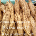 粉葛种苗——葛根种苗—广西葛根种苗13 