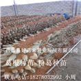 葛根种苗_粉葛种苗_广西葛根种苗6 