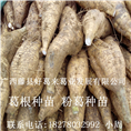 粉葛种苗◆葛根种苗◆广西葛根种苗12 