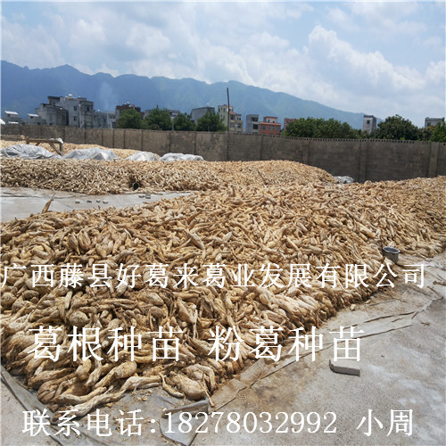 葛根种苗/粉葛种苗/广西葛根种苗8 