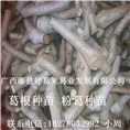 粉葛种苗卍葛根种苗卍广西葛根种苗15 