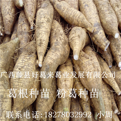 粉葛种苗※葛根种苗※广西葛根种苗14 