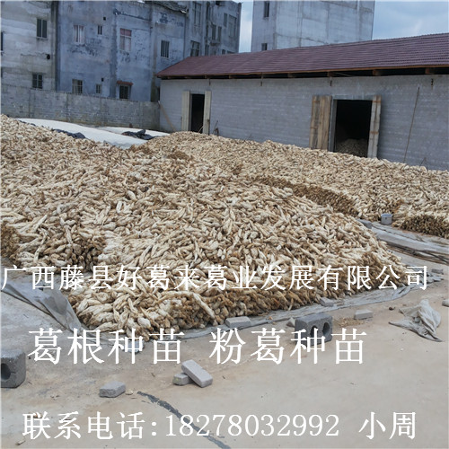 【葛根种苗】粉葛种苗/广西葛根种苗10 