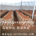 葛根种苗%18278032992小周1 