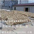 【葛根种苗】粉葛种苗/广西葛根种苗10 