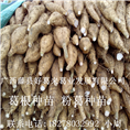 葛根种苗%粉葛种苗%广西葛根种苗9 