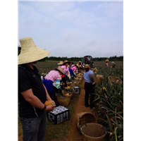 广东菠萝批发|广东菠萝代办-徐闻县菠萝