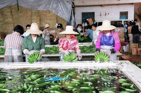 湛江供应香蕉，香蕉批发，湛江香蕉价格 